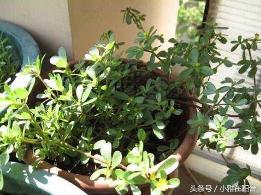 这个野菜是天然高钾食物,种几盆,年年可摘,好吃可口!