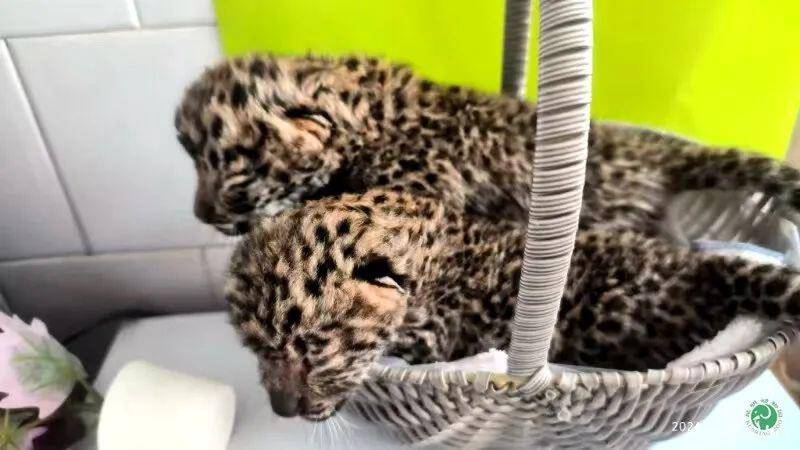 世界的好奇与向往"喵喵,喵……"地向饲养员述说着走路还不稳的小豹子