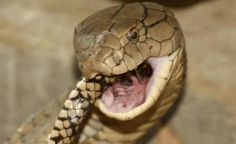 云南眼镜王蛇在学校附近产50枚蛋,被捉时护着蛇蛋不肯走!