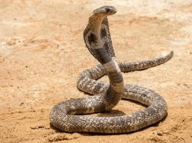 云南眼镜王蛇在学校附近产50枚蛋,被捉时护着蛇蛋不肯走!