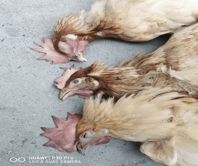 “肠毒鸡”逆袭记