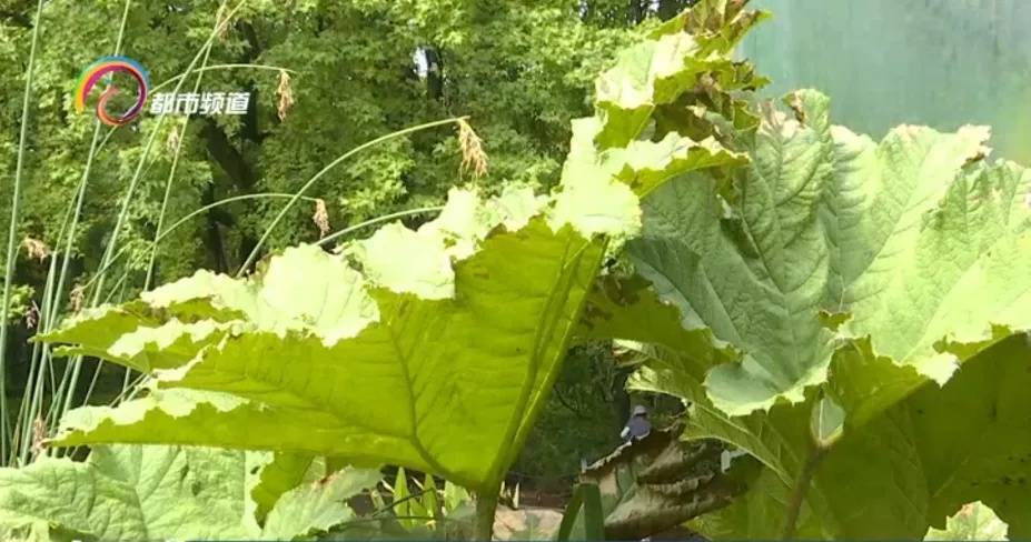 叶片2米多宽,它面前我们都是“小矮人”!世界上叶子超大的植物就在昆明……_潘彦丽_孙卫邦_科普