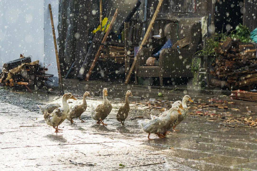 土番鸭图片 淋雨图片