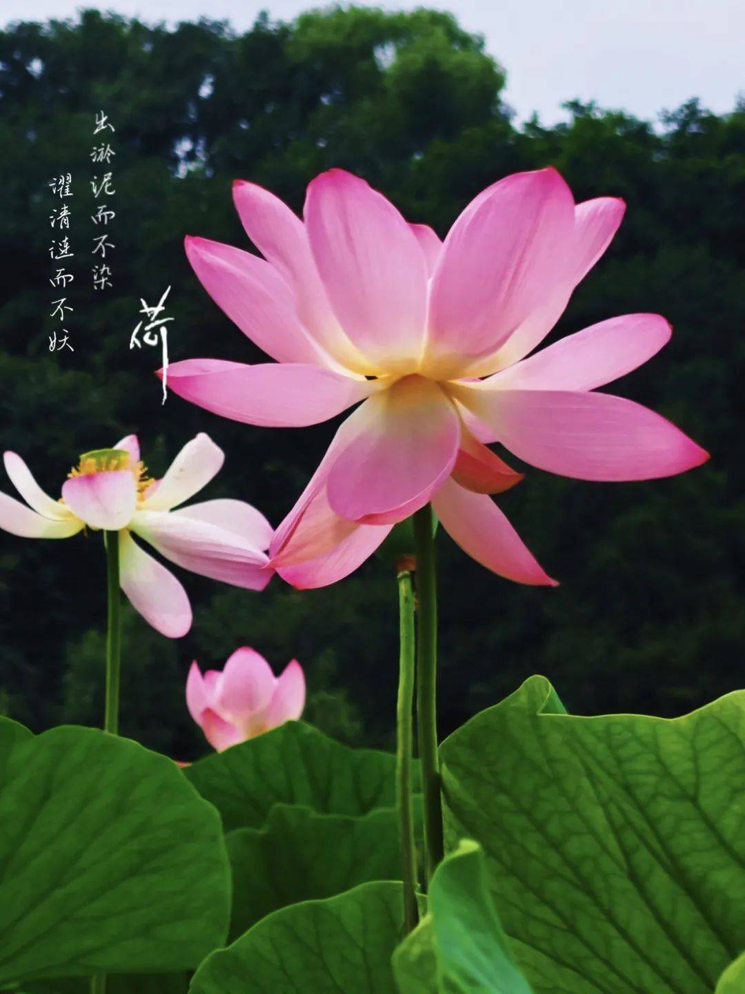 下个赏荷季见!