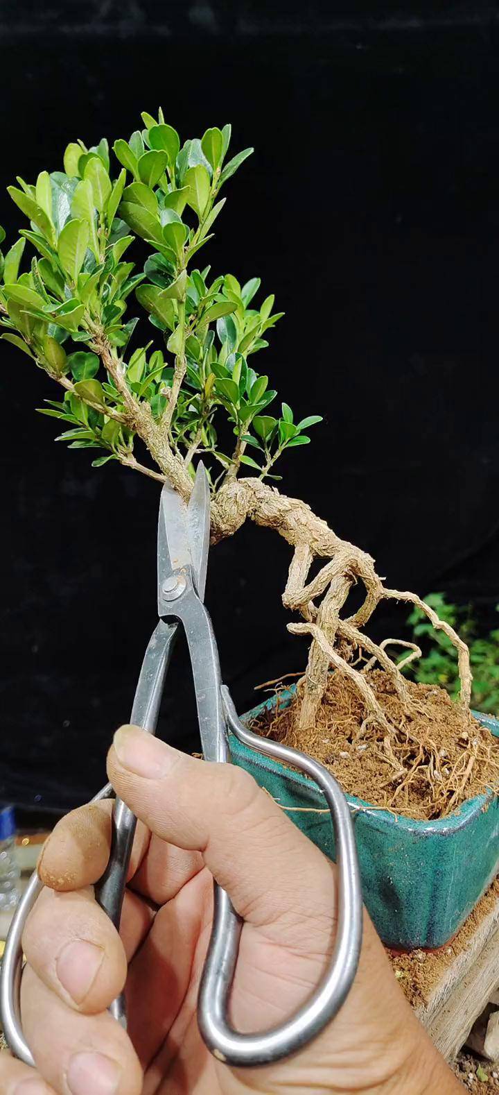 黄杨小品小微盆景 微盆景 附石小品