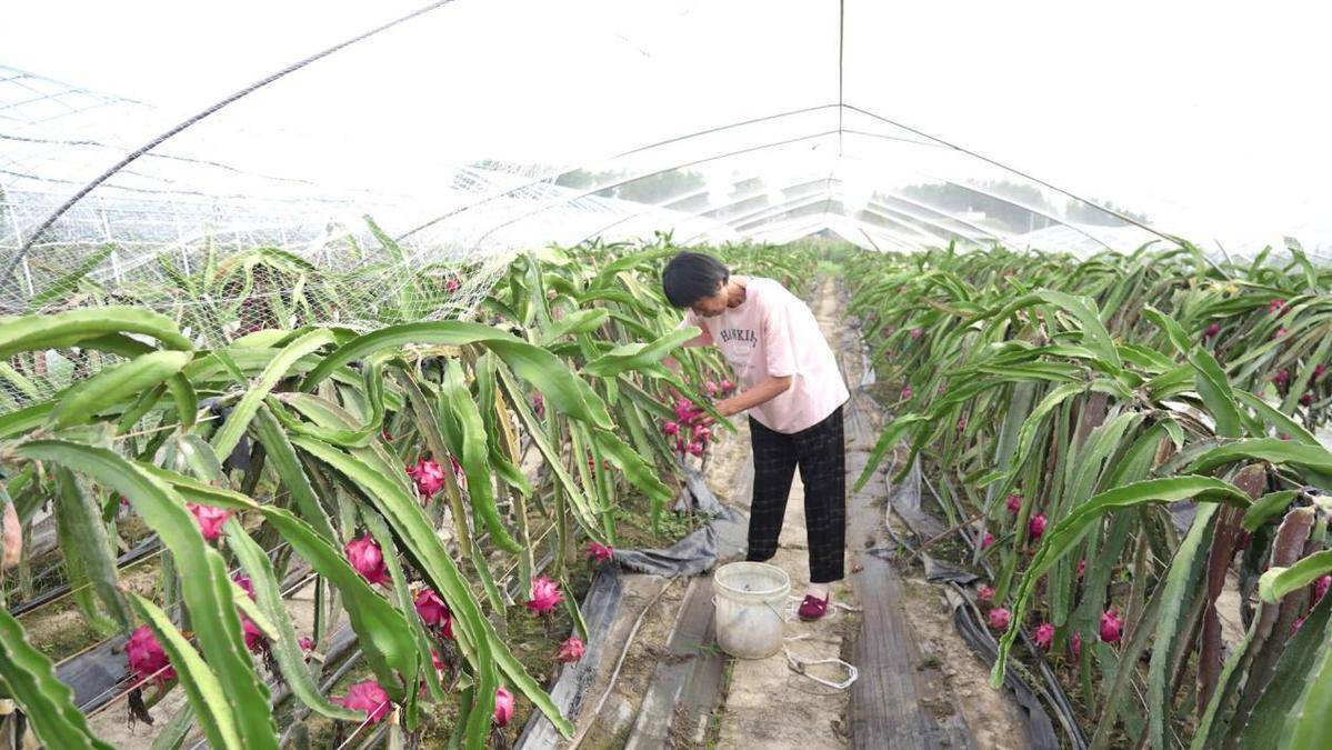 桑植火龙果图片