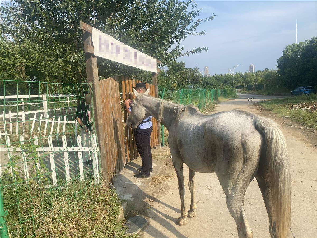 别拦我!六匹马冲开围栏集体"压马路"