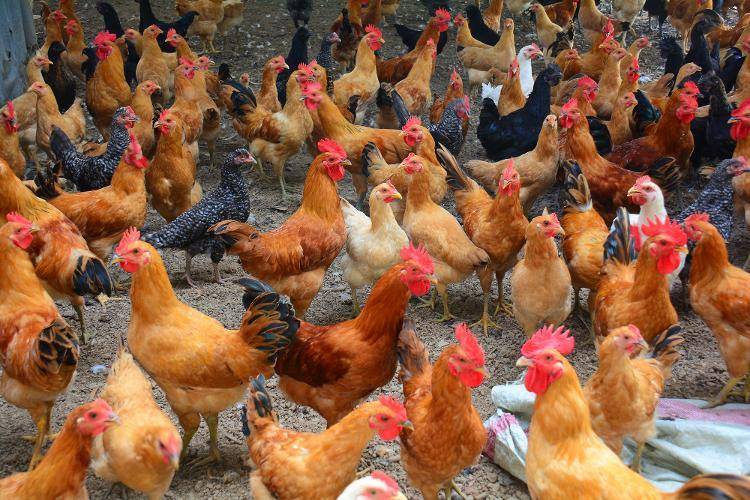 临沂市郯城县:林下养殖唱响乡村振兴"致富曲"