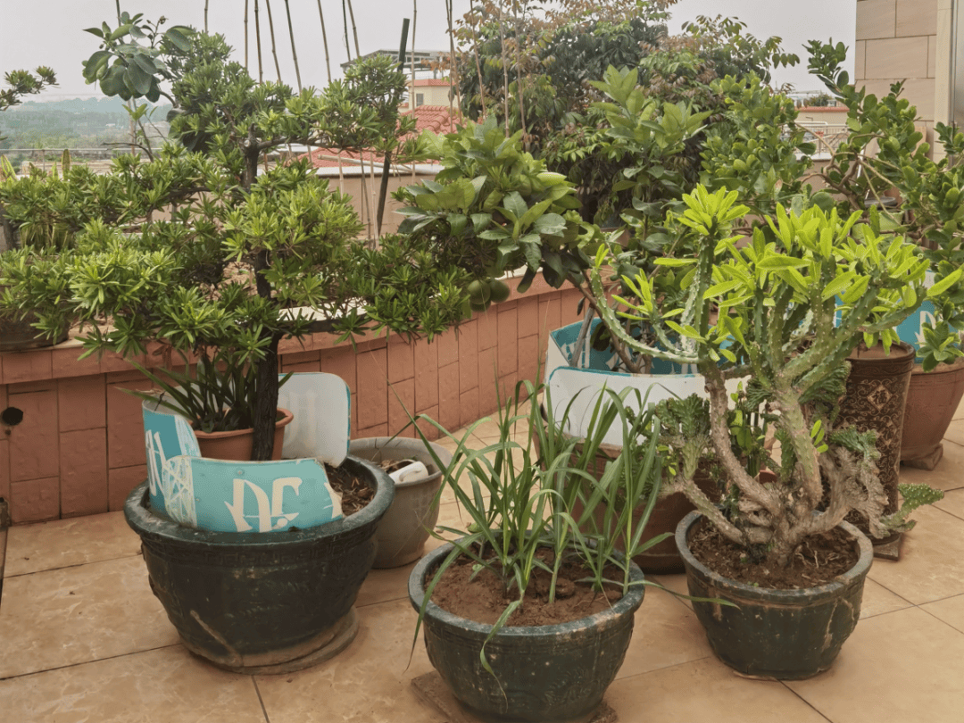 乡村绿化巾帼行动|@各位街坊 古镇镇"美丽庭院" 第三期点赞活动开启!