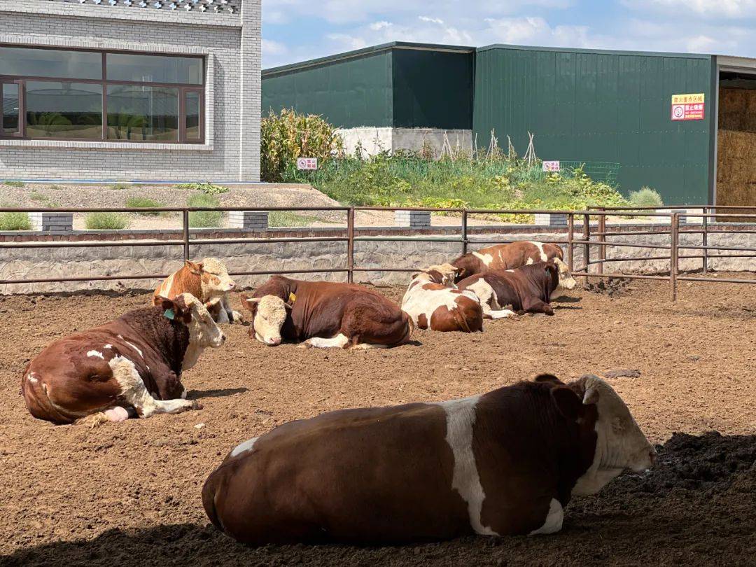 韩渠村肉牛养殖园区一期自投入运营以来,取得了良好的经济效益,通过