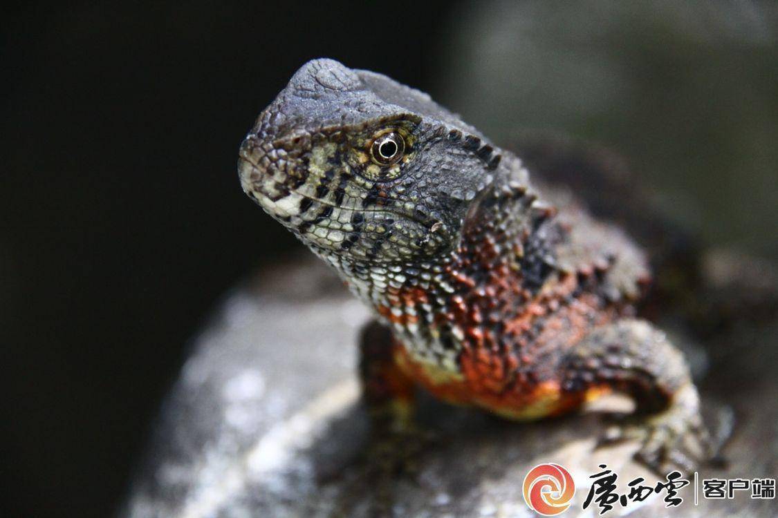 壮美广西·新山海经72丨大桂山里新"蜥"望