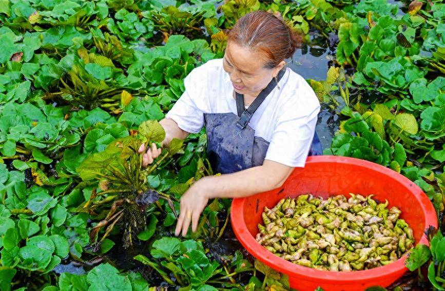 水里菱角菜图片图片