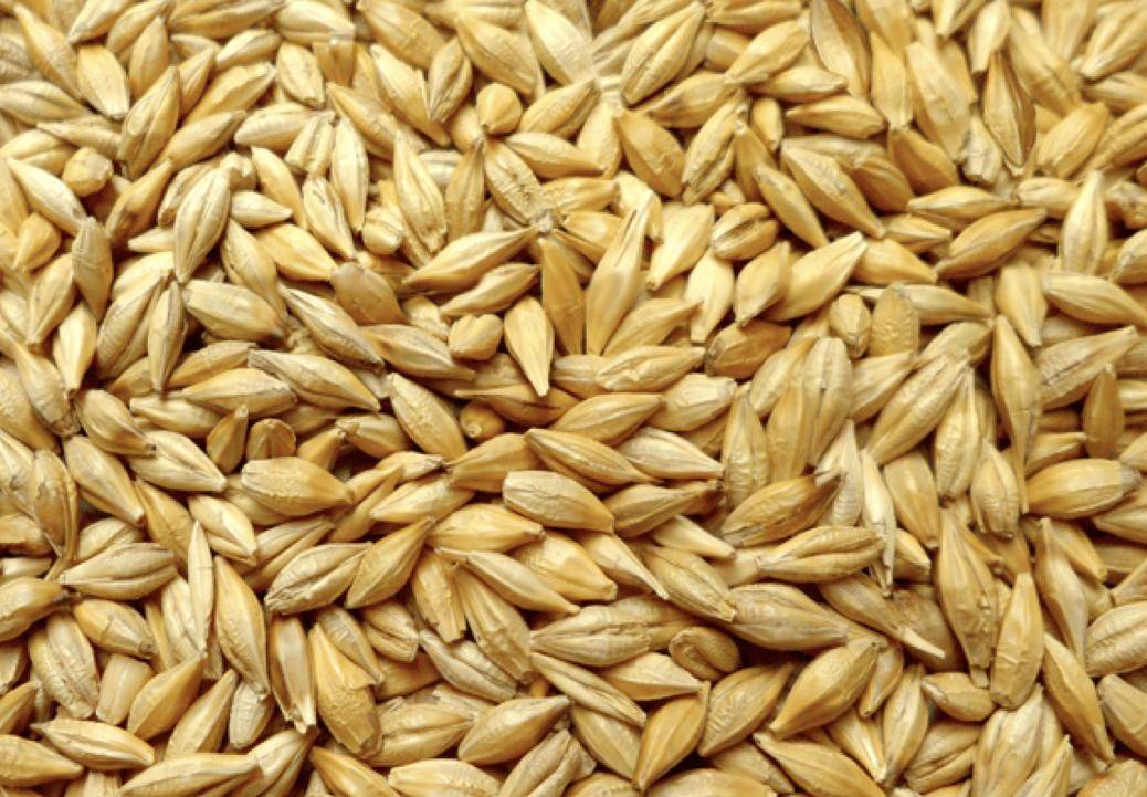 拿几毛钱一把的麦芽煮水,能化全身的痰湿,结节,囊肿?看看分析