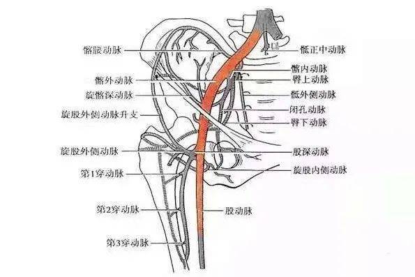 新生儿动脉抽血定位图图片