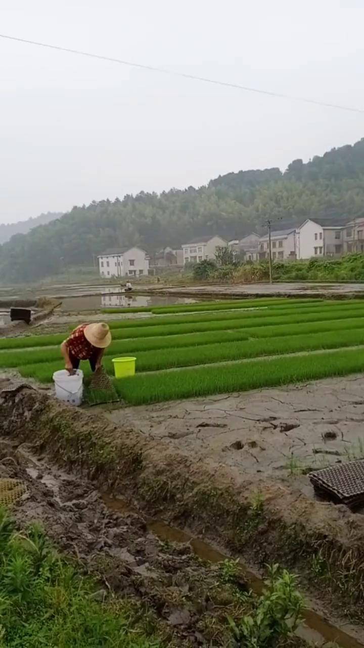 辛苦了一整天,秧苗全部抛完插秧季节 丰收在望