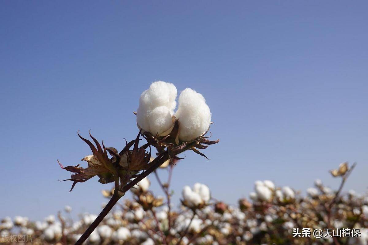 哪里的棉花好-第3张图片-福建名茶