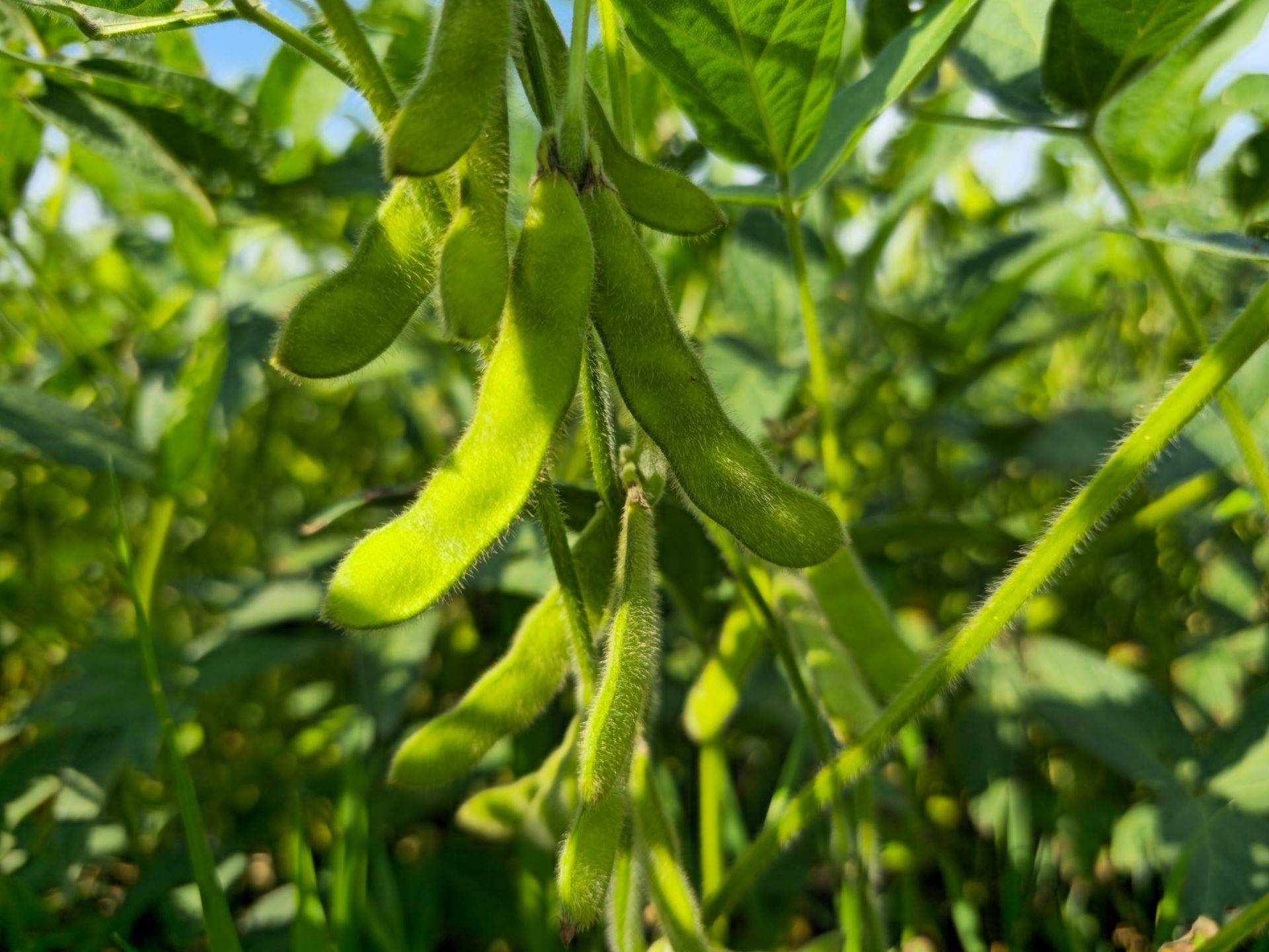 一四四团:加强大豆田管 确保秋粮丰产丰收