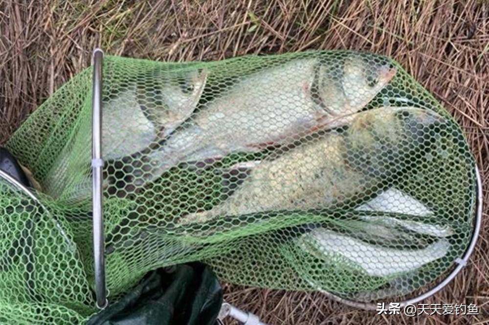 秋季野钓鲢鳙,常用4个绝杀招数,保证鲢鳙超级好钓_这是因为_食物_水层
