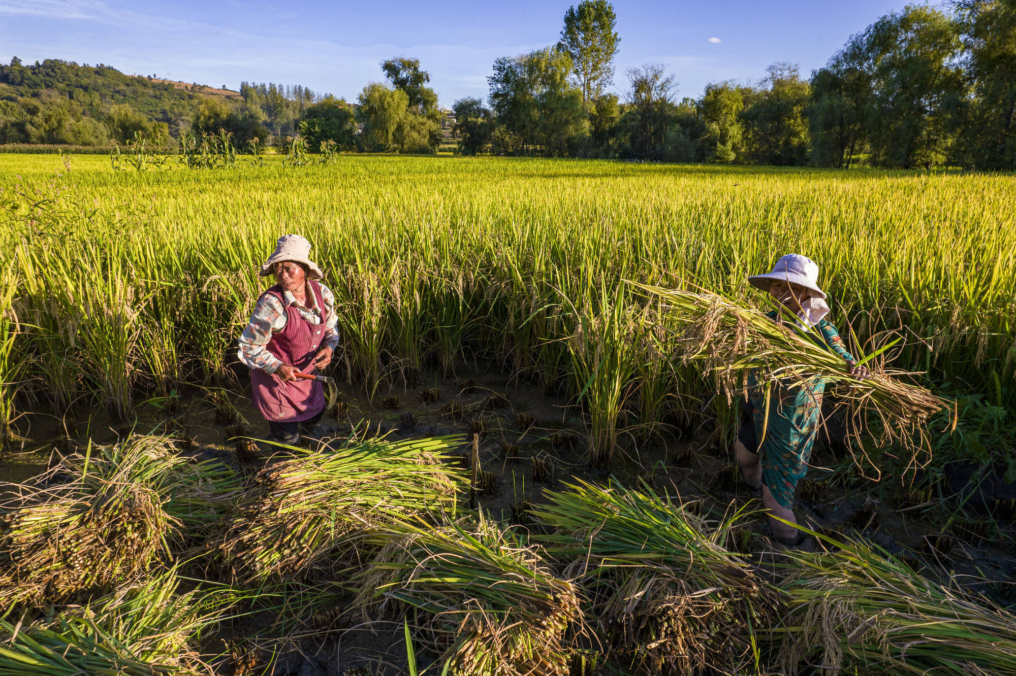 水稻种植基地,农民收割成熟的稻谷