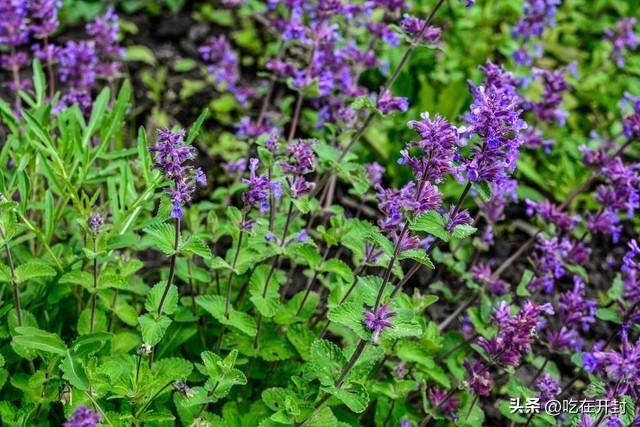 河南特产——荆芥