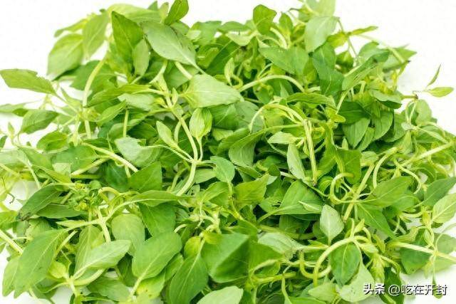 河南特产——荆芥