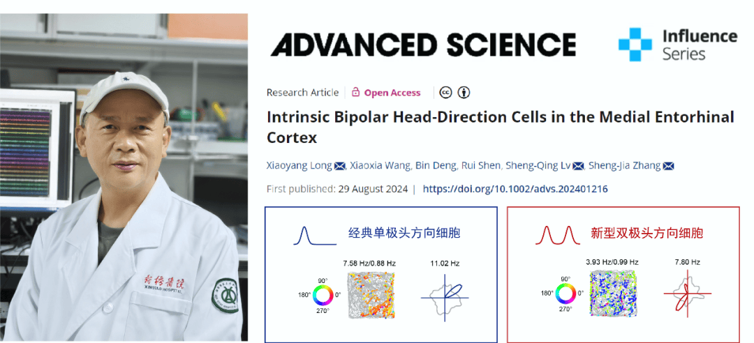 学术动态 | 新桥医院神经外科张生家团队在内嗅皮层发现精细的新型大脑指南针 发表在Advanced Science_方向_研究_细胞