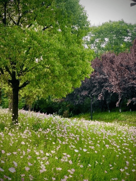 闵行花海公园图片