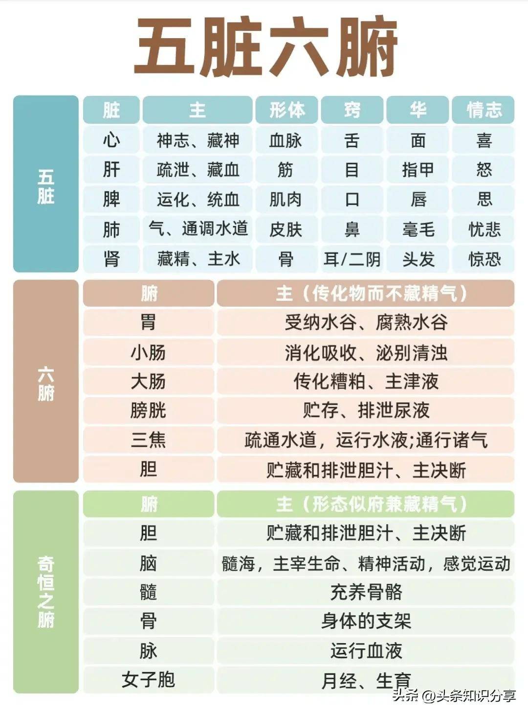 器官24小时工作图表图片