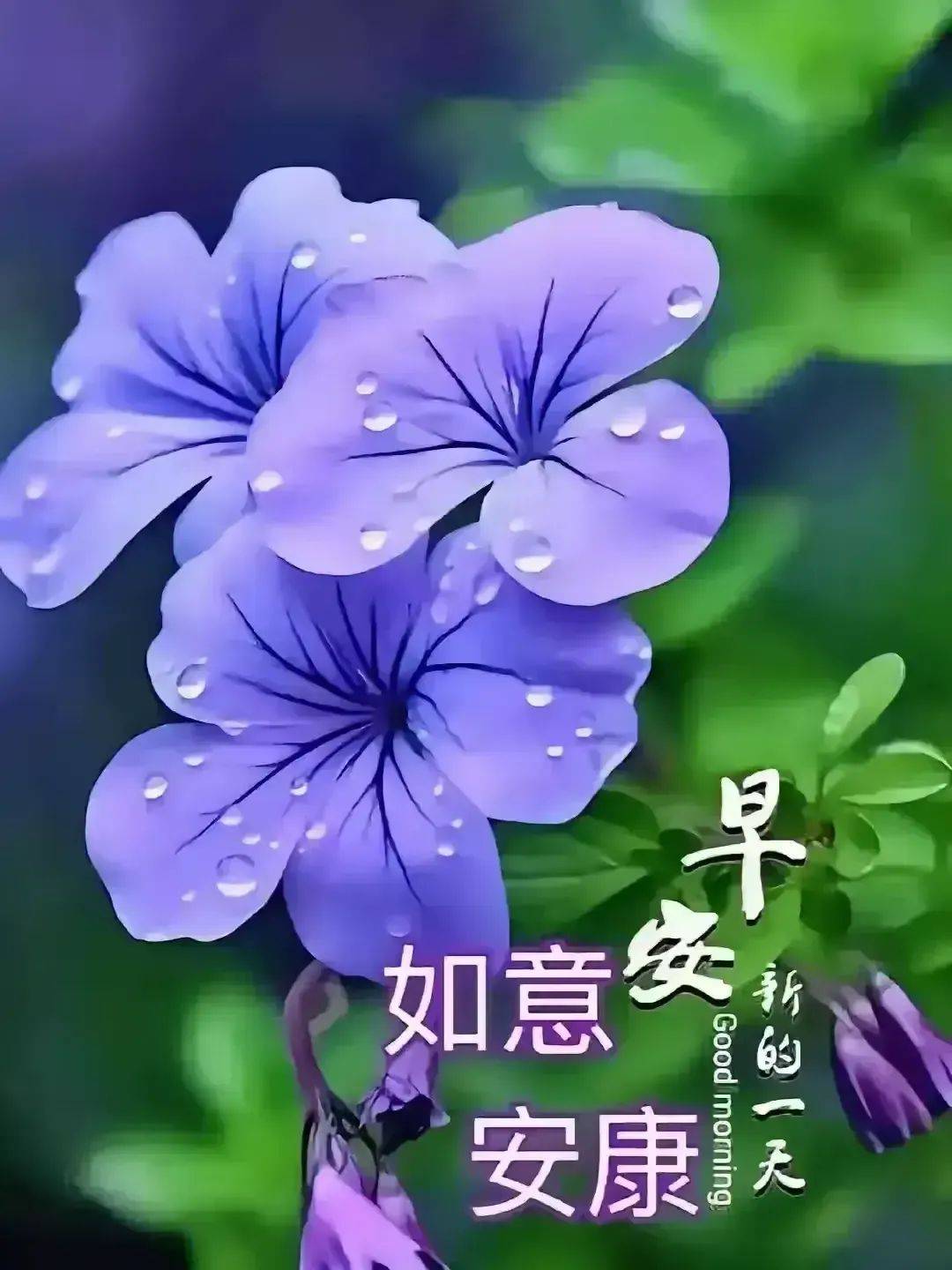 7周六早安祝福精美图片大全:周末愉快,万事顺遂!