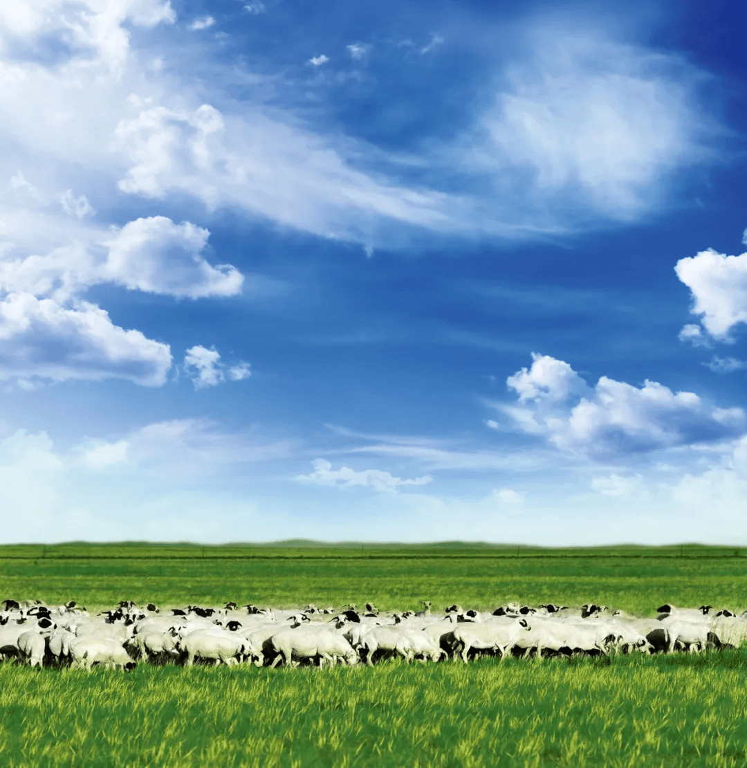 这里的草原广袤无垠,牛羊成群,简直是奶牛和奶羊的"五星级酒店",也让