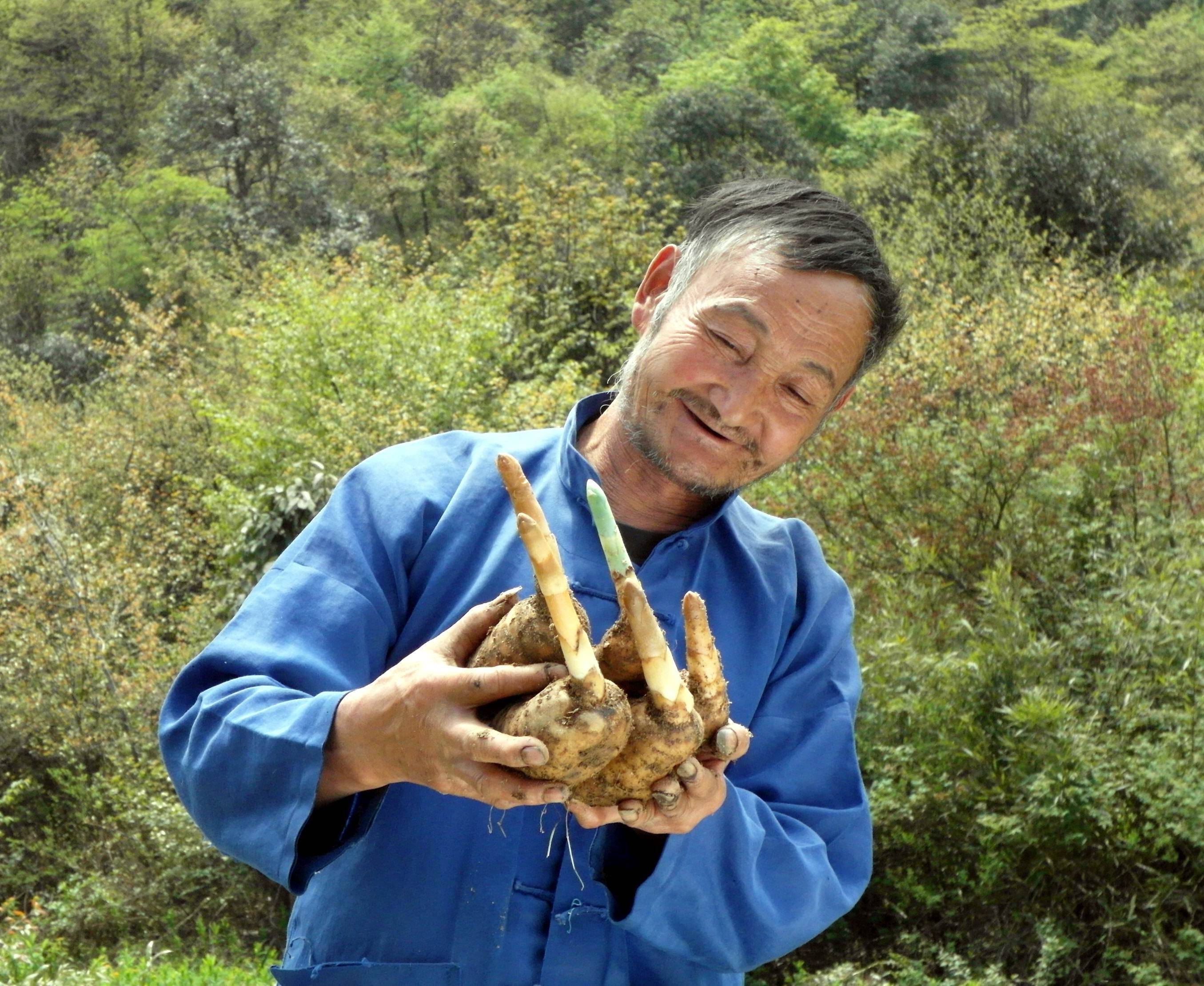 近年来,昭通还在野生天麻密度大,数量多的彝良,镇雄,永善,大关4个县
