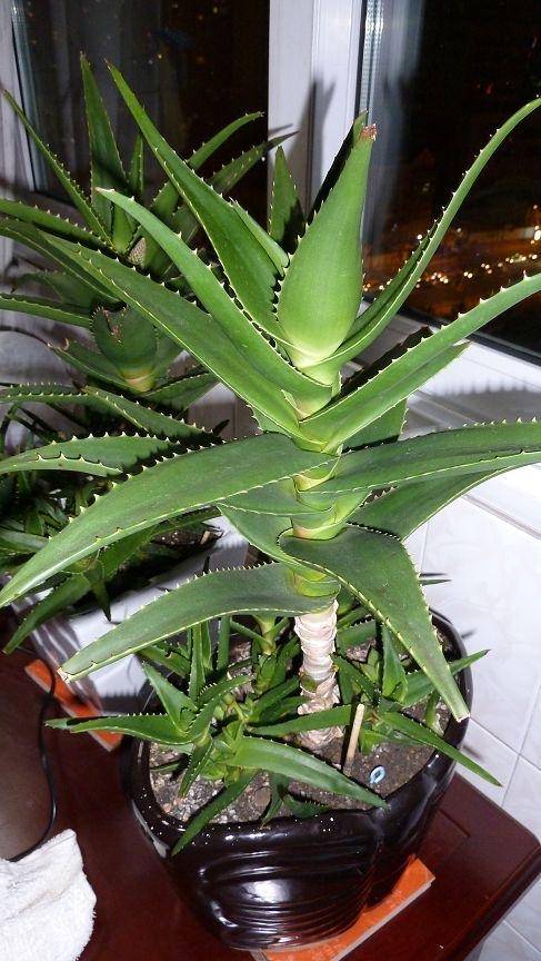家养芦荟盆栽,要注意2个细节,叶片饱满肥厚,小崽长出很多