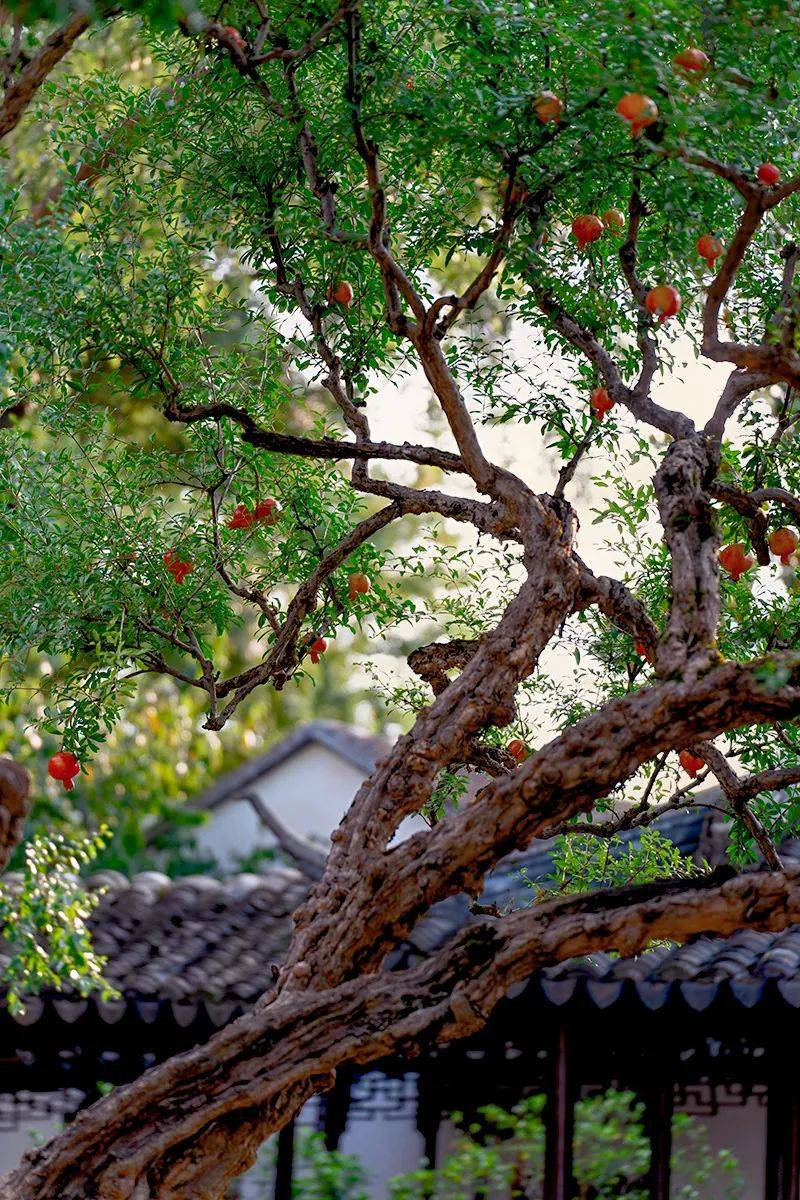 从一棵石榴树,看见一万年