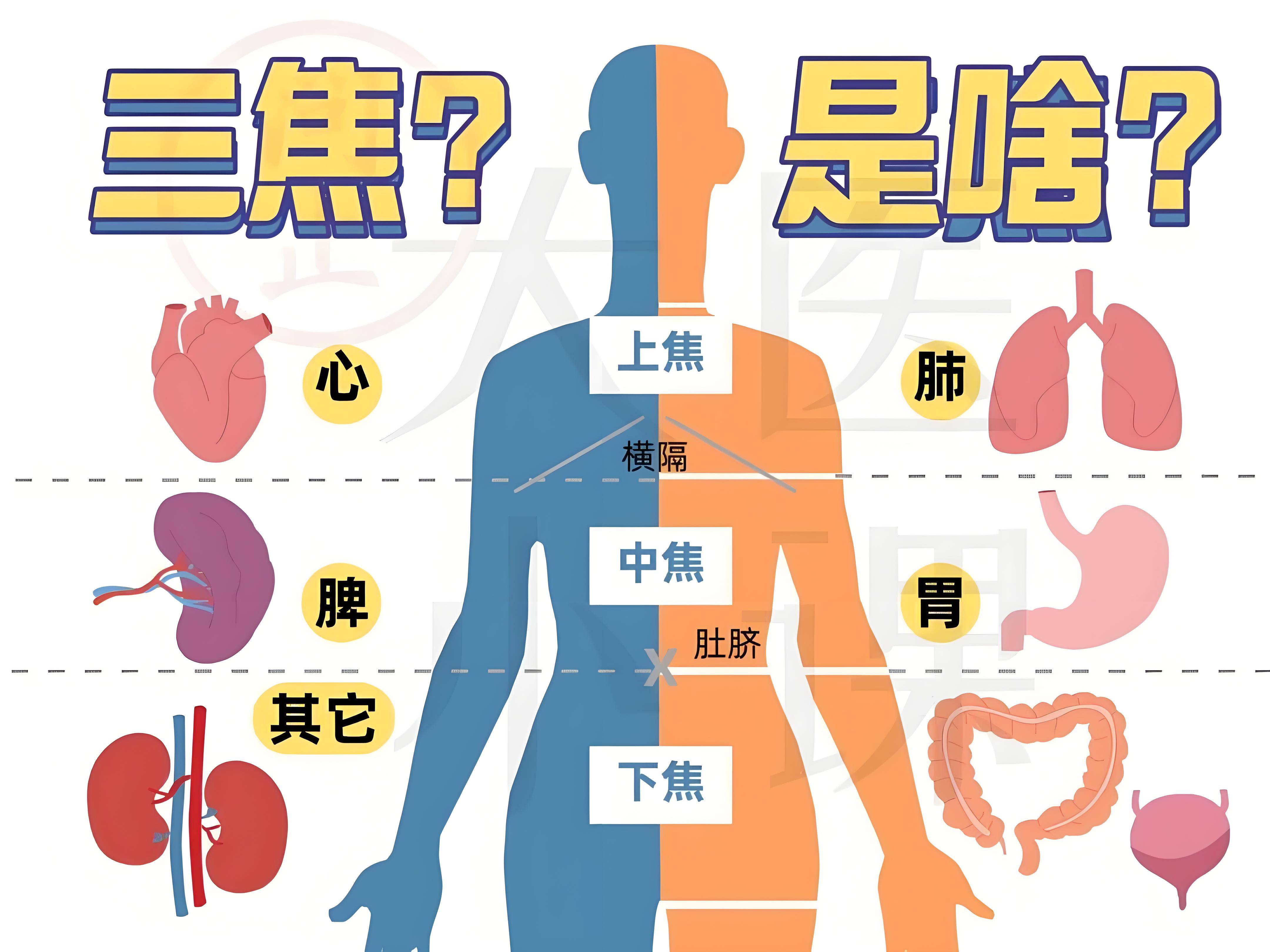 人体水液代谢全过程图图片