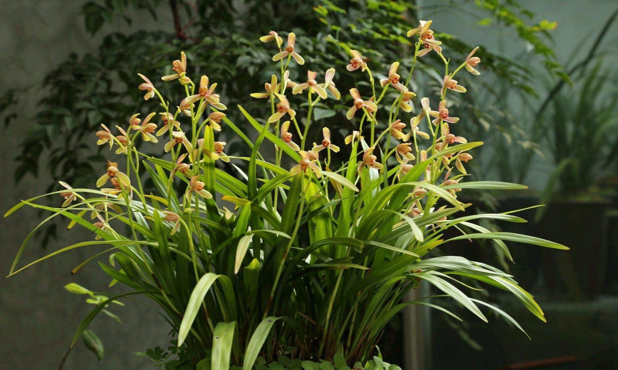 春季养兰花,要做"2件事",花苞窜满了,开花芳香,长爆盆