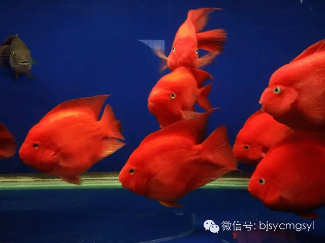 【养鱼常识】观赏鱼的喂食技巧_时间_影响_水质