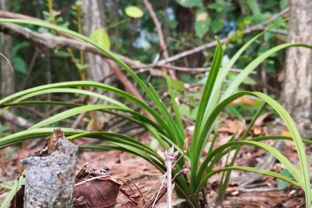 [注意] 惠安一男子网购野生蕙兰,结果.
