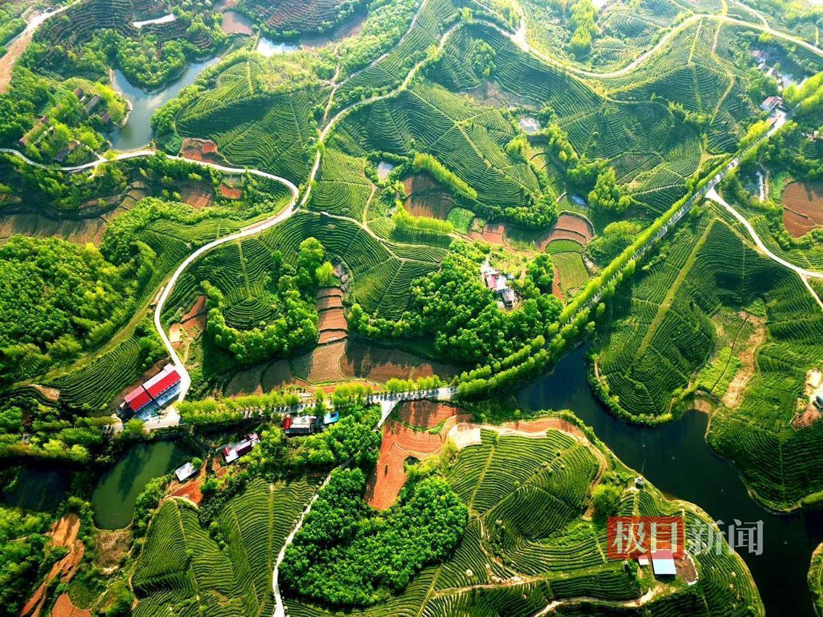 闭园一年后,随州的中国千年银杏谷景区要开园了