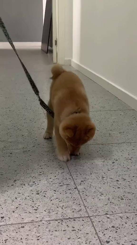 尴尬期发福 柴犬 豆柴