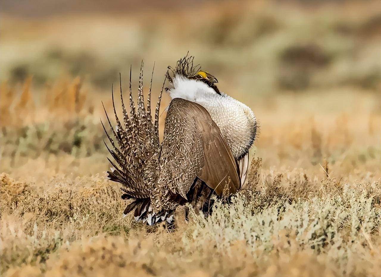 艾草松鸡性感胸肌,"d罩杯"兜不住,求偶时疯狂抖动考验持久力
