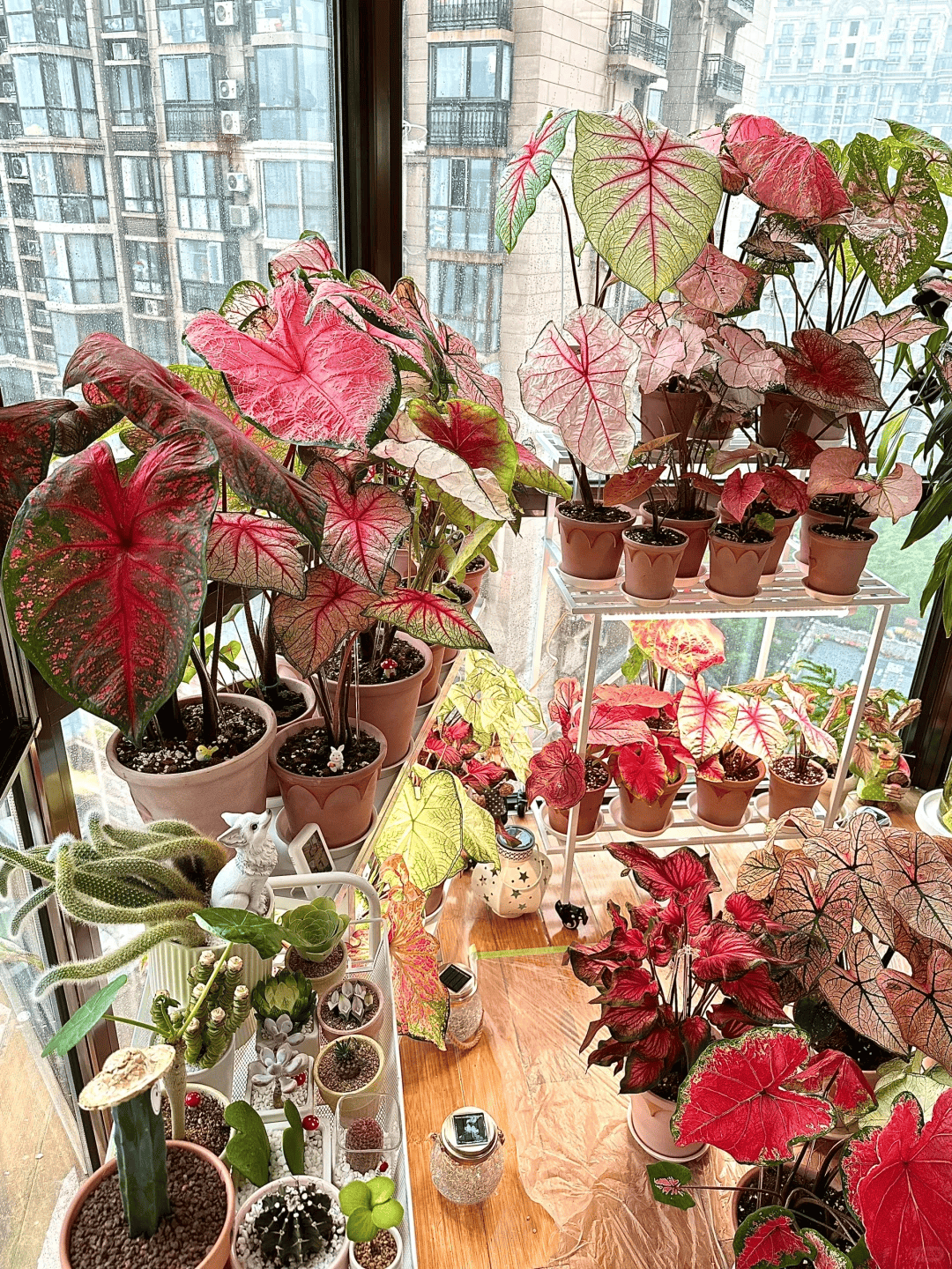 8种"阴性花"不喜大太阳,光线差一点,才能呼呼长"开大花"