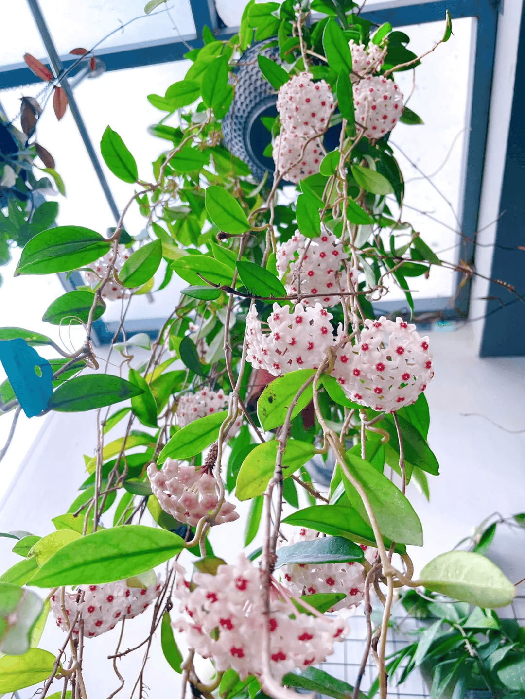8种"阴性花"不喜大太阳,光线差一点,才能呼呼长"开大花"