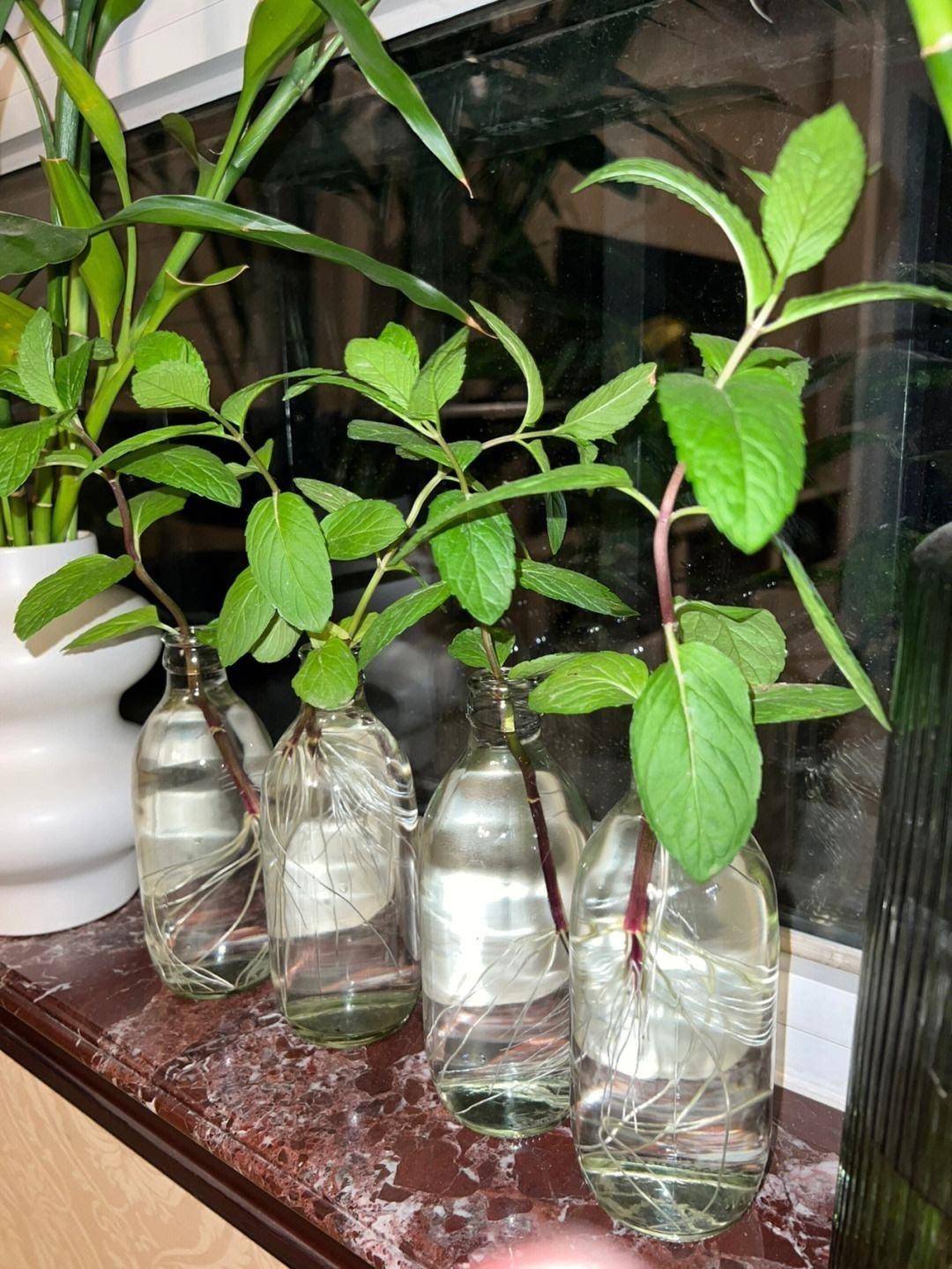 薄荷怎么养才好呢用3个方法保证长势更旺叶子多的吃不完