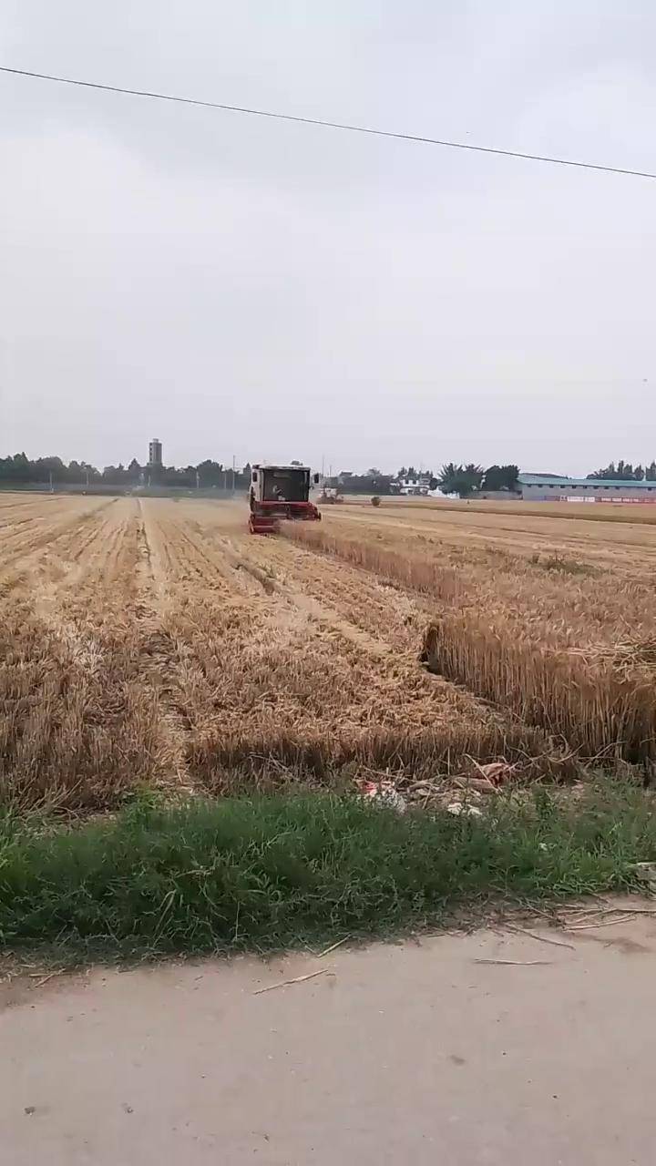 又是一年收麦季 小麦抢收 俺是农村人