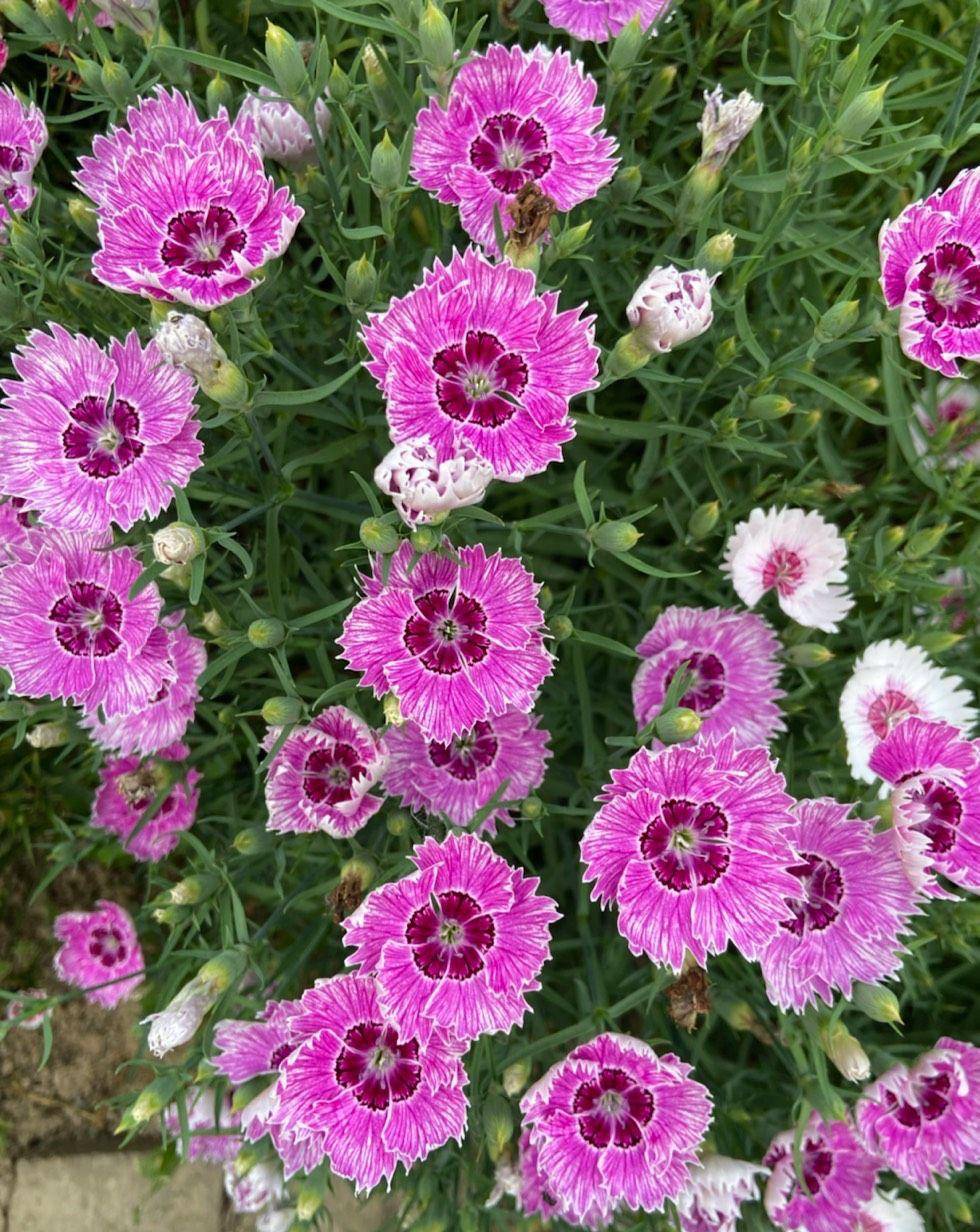 夏天有什么花开花图片