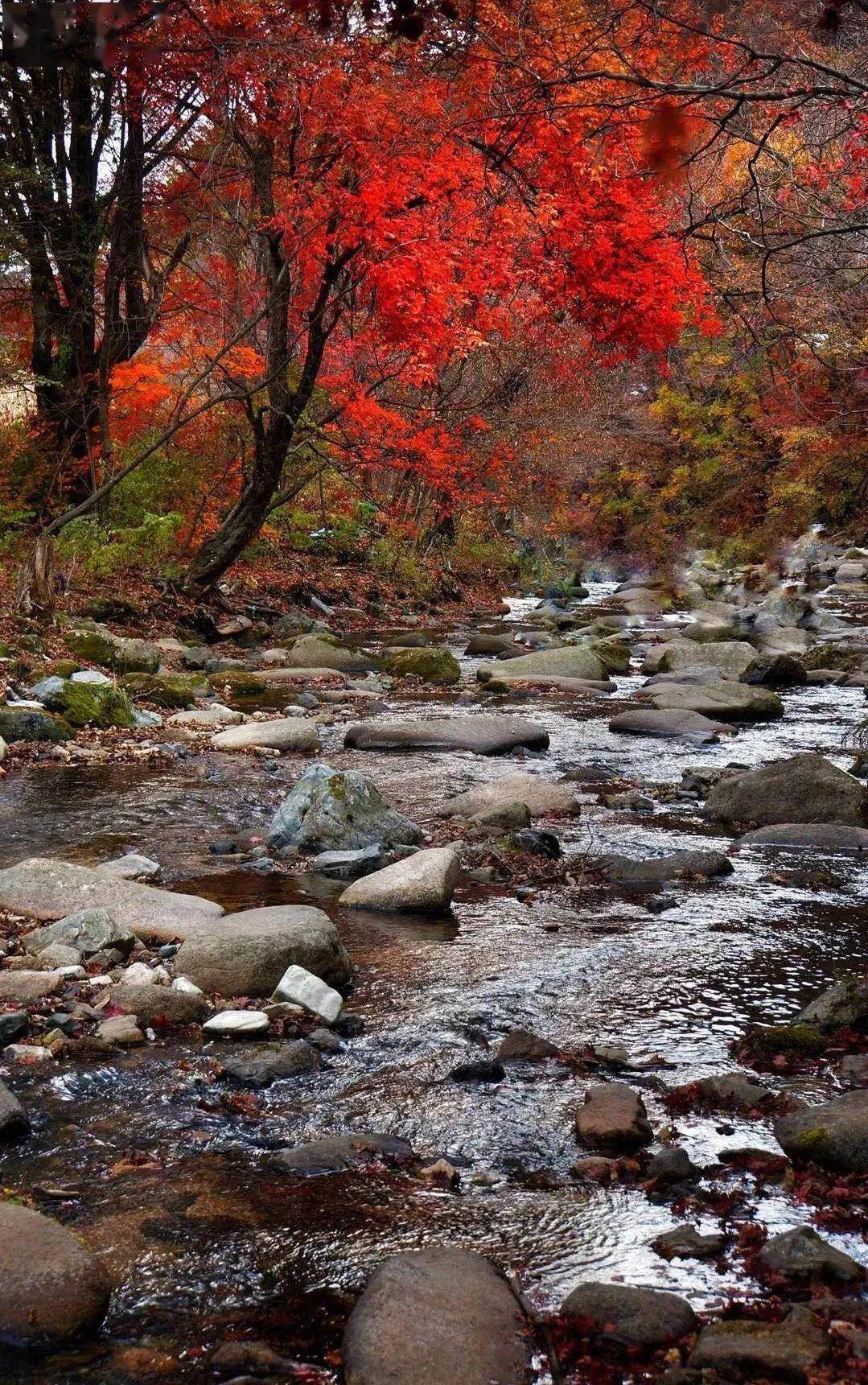 地址:本溪满族自治县东营坊乡南营坊老边沟这里因"层林尽染,五彩花山"