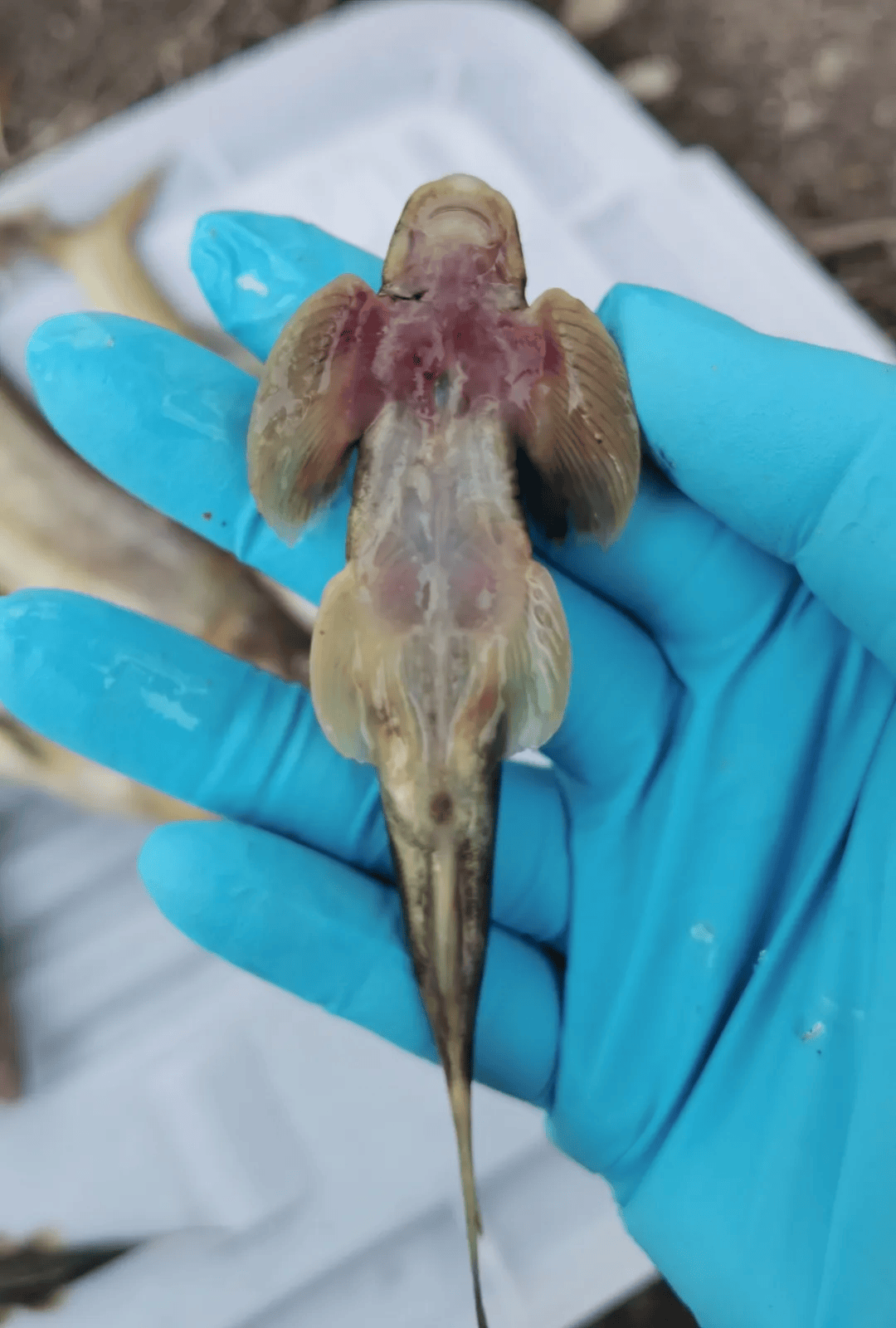 短身金沙鳅首现长江上游珍稀特有鱼类国家级自然保护区金沙江水富段