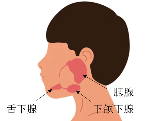 口腔科能看腮帮子吗女（口腔科能看腮帮子吗女医生） 口腔科能看腮帮子吗女（口腔科能看腮帮子吗女大夫
）《口腔医院可以看腮腺吗》 女科知识