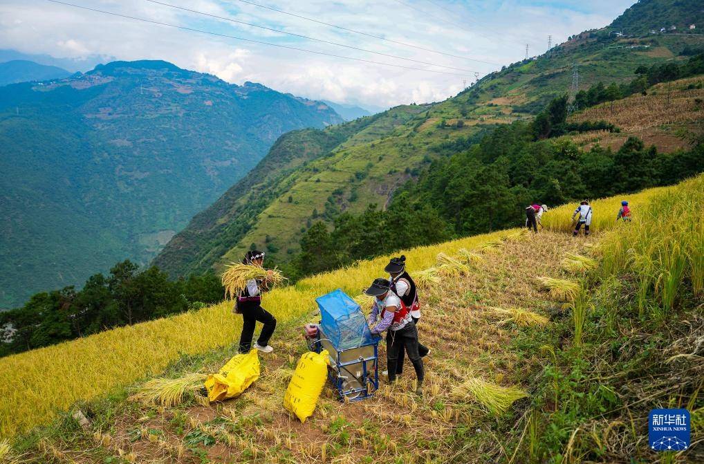 秋收时节,云南省怒江傈僳族自治州万亩旱地优质稻进入收割期.