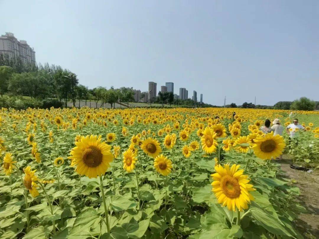 哈尔滨市天河园图片